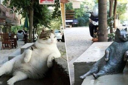 Tombili il gatto più famoso di Istanbul