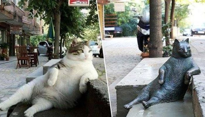 Tombili il gatto più famoso di Istanbul